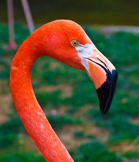 Flamingo close up | From the Columbus Zoo | Johnny | Flickr