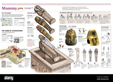 Infographics of the mummification process in ancient Egypt and King Tutankhamun's mummy. [Adobe ...