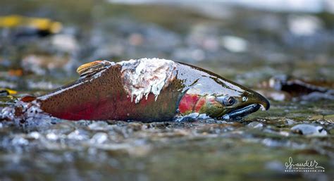 Spawning Coho Salmon in Eagle Creek - Oregon Photography