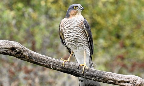 Falcon Images: Peregrine Falcon Nesting Season Uk