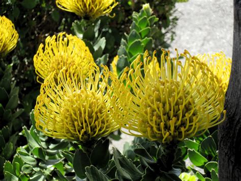 Late to the Garden Party: Leucospermum cordifolium