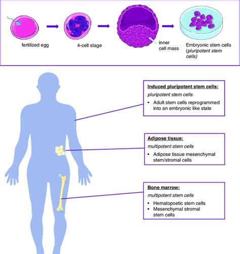 1 Human stem cell sources | Download Scientific Diagram