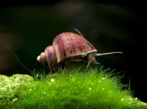 Snails in Aquarium - Bunnycart Blog