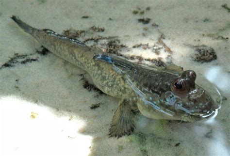 Successfully keeping Mudskippers >> Paludariums.net