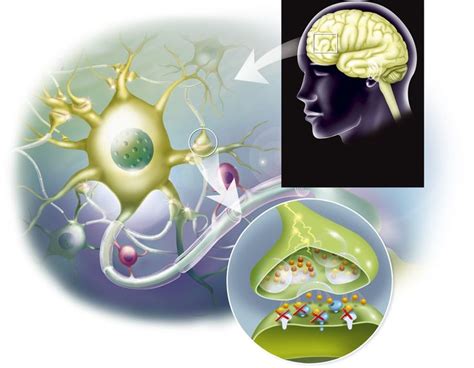 Learn how chemical messengers called neurotransmitters work, their ...