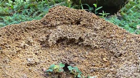 Hard working Ants Building Nest (Ant Hill) - YouTube