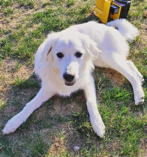 27 Beautiful Great Pyrenees Mixes (With Pictures) - Bubbly Pet