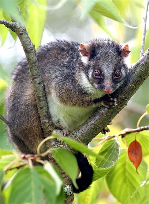 Common Ringtail Possum stock image. Image of pseudocheirus - 189986973