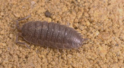 WoodlouseIMG_1752 | Woodlouse, stack of 2 photos, real size … | Flickr