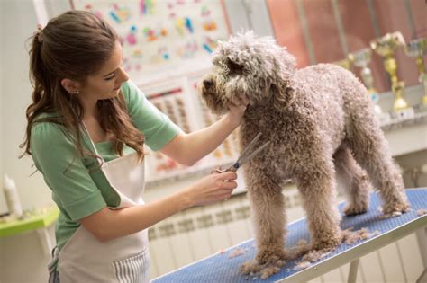 8 Common Pet Grooming Mistakes and How to Avoid Them - My Girly Space