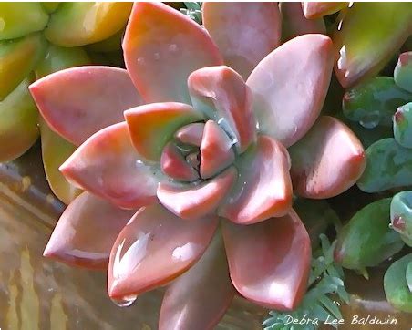 How to prepare your succulents for rainy weather and frost