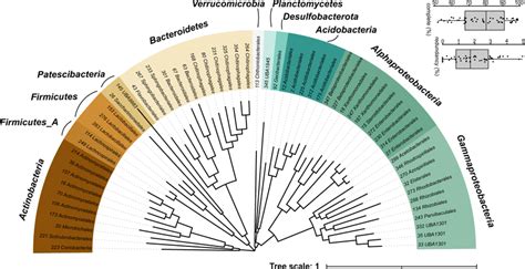 Phylogenetic tree of 58 high-quality MAGs based on set of bacterial ...