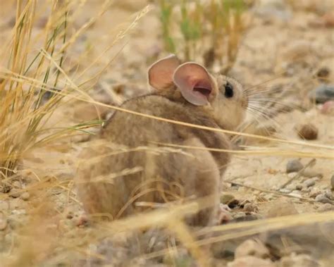 Bushy-Tailed Woodrat | Mammals Wiki | Fandom