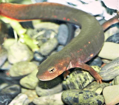 Salamander stock photo. Image of aquarium, reptile, salamander - 149278486