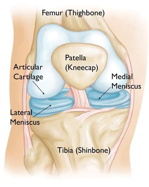 Discoid Meniscus - OrthoInfo - AAOS (2022)