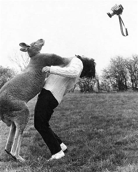 emus and kangaroos fighting - Google Search | Funny sports pictures, Soccer funny, Wallpaper ...