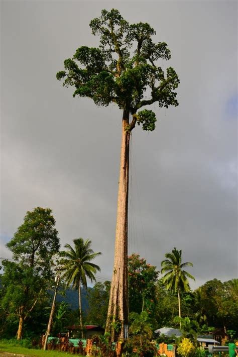 Toog or Philippine Rosewood Rainforest Trees, Tropical Rainforest, Lab ...