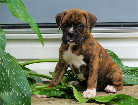 AKC Registered Boxer Puppy For Sale Baltic, OH Male- Gus – AC Puppies LLC