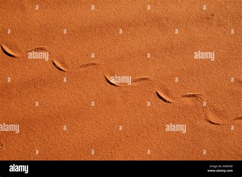 Snake sand tracks hi-res stock photography and images - Alamy