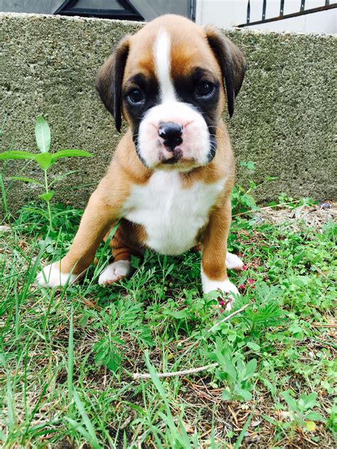 Fawn boxer puppy | Boxer puppies, Boxer dogs, Boxer puppy