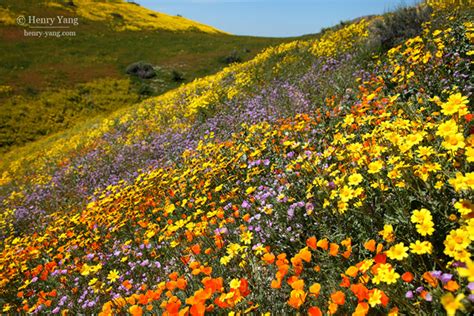 Wildflowers Super Bloom (1st Trip), Carrizo Plain National Monument, California - Henry Yang ...