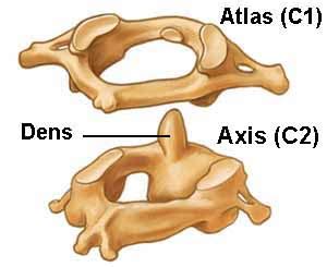 osteologia: Atlas y el Axis