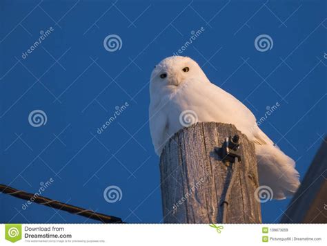 Snowy Owl on Pole stock image. Image of wild, prey, snowy - 109873059