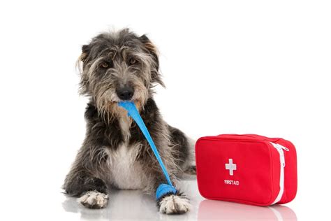 3 Tips for Choosing a Pet CPR Certification Course - The Seeker Newsmagazine Cornwall