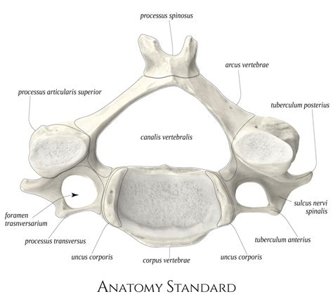 Cervical vertebra 4 (C4). Top view | Анатомия