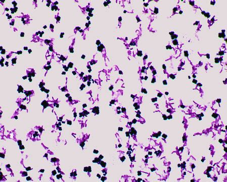 Micrococcus Luteus Gram Stain