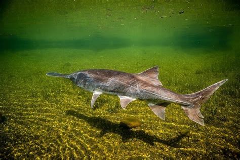 Paddlefish Fish Facts - AZ Animals