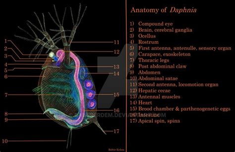 Anatomy of Daphnia (Water flea) by baburerdem Thoracic, Fleas, Scientific, Sensory, Anatomy ...