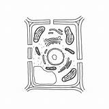 Drawing Of A Vacuole Diagram Illustrations Royalty Free Vector  sketch template