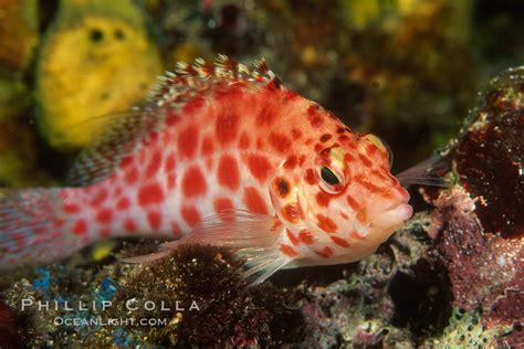 Coral hawkfish, Cirrhitichthys oxycephalus photo, Wolf Island, Galapagos Islands, Ecuador