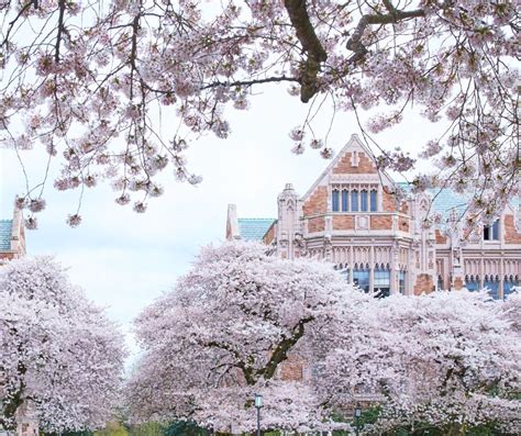 Cherry Blossom Trees at the University of Washington - Windermere Real ...