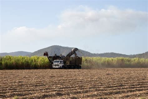 Sugar cane harvesting stock image. Image of crop, hrvesting - 8483063