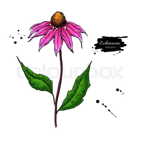 Echinacea vector drawing. Isolated purpurea flower and leaves. Herbal ...