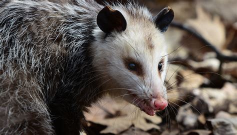 Opossum San Diego Zoo Animals Plants