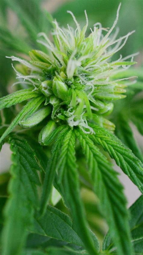 Identify male, female and hermaphrodite Cannabis plants