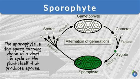 Sporophyte Definition and Examples - Biology Online Dictionary