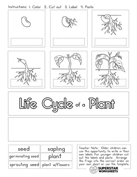 Life Cycle Of A Plant Booklet