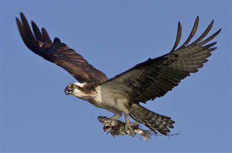 Ohio birds of prey: From eagles to owls, falcons to hawks; identifying the state's raptors ...