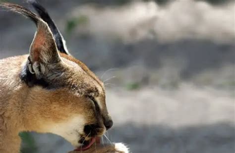 Caracal - Description, Habitat, Image, Diet, and Interesting Facts