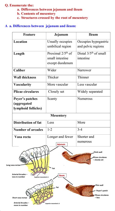 Jejunum and Ileum - Anatomy QA