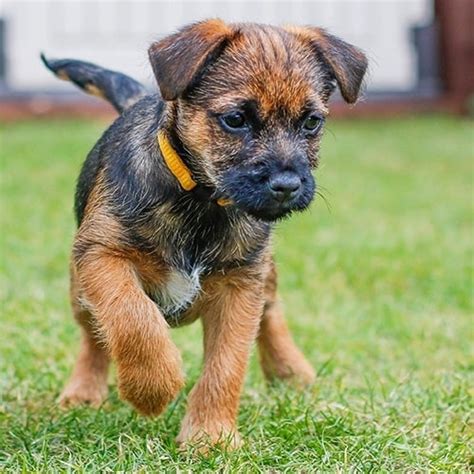 Methods to Train Border Terrier - Strategies and Techniques for Easy Training of Pets