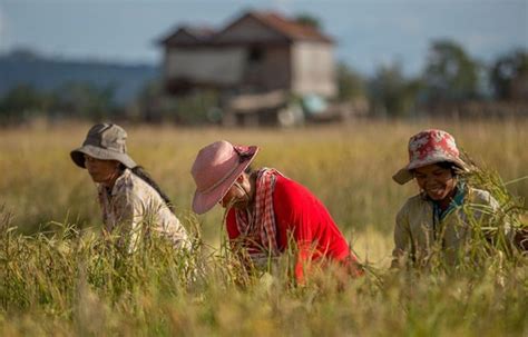 Cambodia to remove ban on fish, white rice, paddy rice exports - The Cambodia Daily