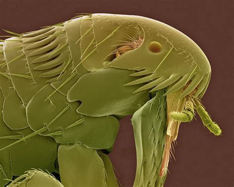 Dog Flea Head Photograph by Dennis Kunkel Microscopy/science Photo ...