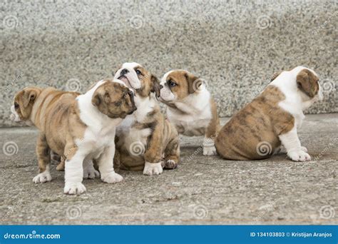 English Bulldog Puppies Backyard Playing Young Dogs Stock Image - Image of dogs, breed: 134103803