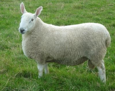 Border Leicester sheep - Alchetron, The Free Social Encyclopedia