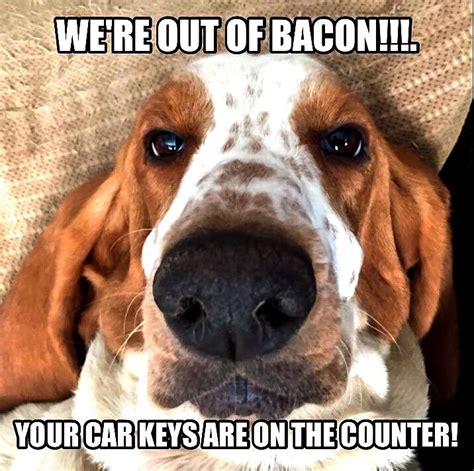 We're out of bacon. Your keys are on the counter! - Basset Hound | Basset hound funny, Basset ...